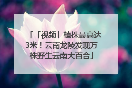 「视频」植株最高达3米！云南龙陵发现万株野生云南大百合