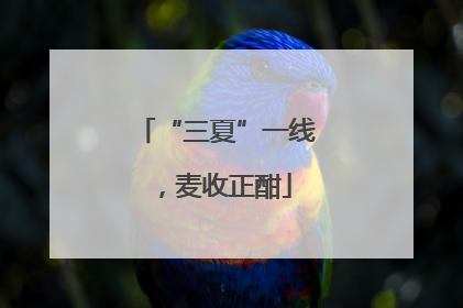 “三夏”一线，麦收正酣