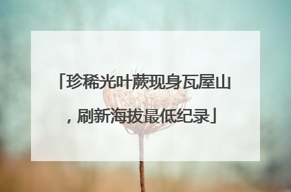 珍稀光叶蕨现身瓦屋山，刷新海拔最低纪录