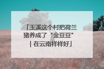 玉溪这个村把荷兰猪养成了“金豆豆”｜在云南样样好