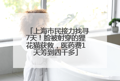 上海市民接力找寻7天！脸被射穿的狸花猫获救，医药费1天筹到四千多