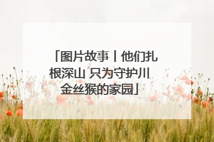 图片故事丨他们扎根深山 只为守护川金丝猴的家园
