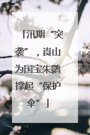 汛期“突袭”，崀山为国宝朱鹮撑起“保护伞”