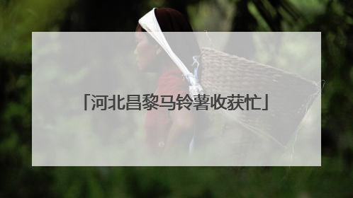 河北昌黎马铃薯收获忙
