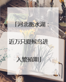 河北衡水湖：近万只夏候鸟进入繁殖期