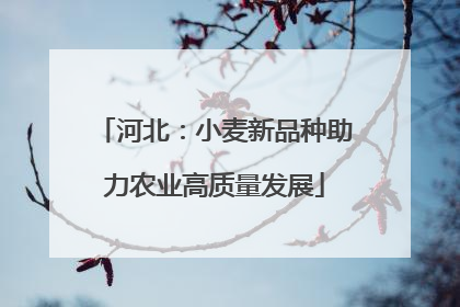 河北：小麦新品种助力农业高质量发展