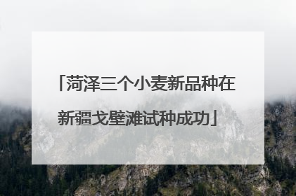 菏泽三个小麦新品种在新疆戈壁滩试种成功
