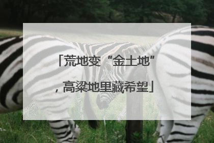 荒地变“金土地”，高粱地里藏希望