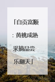 自贡富顺：黄桃成熟 采摘品尝乐翻天