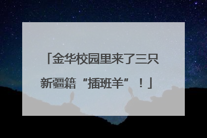 金华校园里来了三只新疆籍“插班羊”！