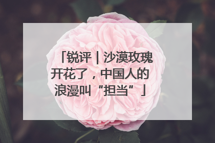 锐评｜沙漠玫瑰开花了，中国人的浪漫叫“担当”