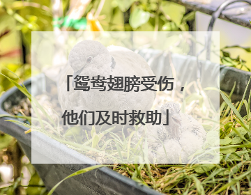 鸳鸯翅膀受伤，他们及时救助